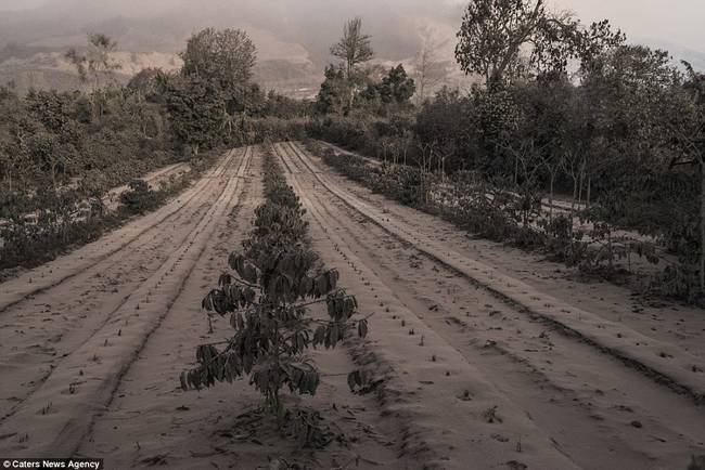 "All crops were destroyed and its inhabitants were evacuated," according to a report. "The mini tornadoes are caused by the hot air from the pyroclastic flow mixing with surrounding air which generates high momentum, spinning air combined with fine dust and ash."