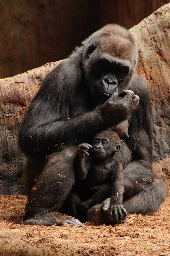 This little one wants to be just like mom, down to the hand gestures!