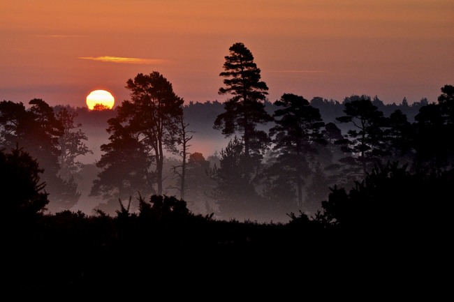 5. New Forest National Park, England