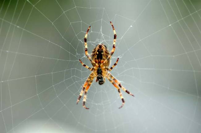 According to the study, a man who had suffered his entire life from arachnophobia was completely cured of his phobia following an unrelated brain surgery.