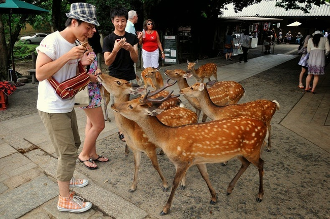 The killing of a deer in Nara was a capital offense and punishable by death until 1637.