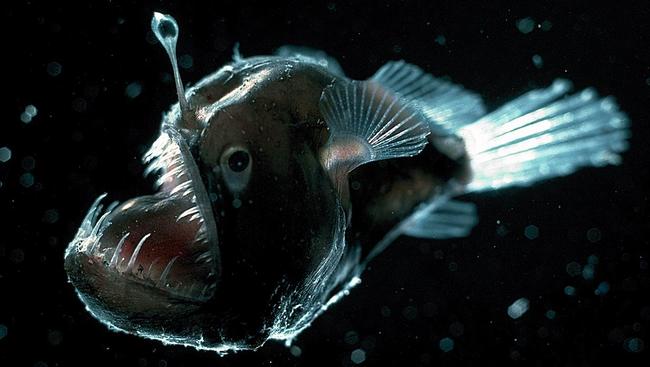 4. Anglerfish - The fish that goes fishing. Anglerfish use the growth sprouting from their heads as a lure to draw in other fish. Take a look at those teeth and you can probably guess what happens next.