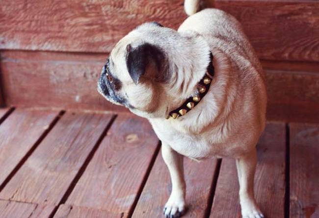 2.) Whip up an edgy <a href="https://www.abeautifulmess.com/2012/07/diy-studded-doggie-collar.html
" target="_blank">studded dog collar</a>.