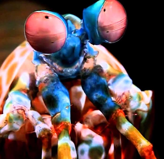 4.) The Mantis Shrimp.