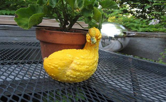 12. Yes, this IS a duck gourd. How could you tell?