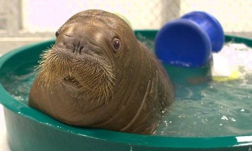 Did you run this walrus's bath water too hot?