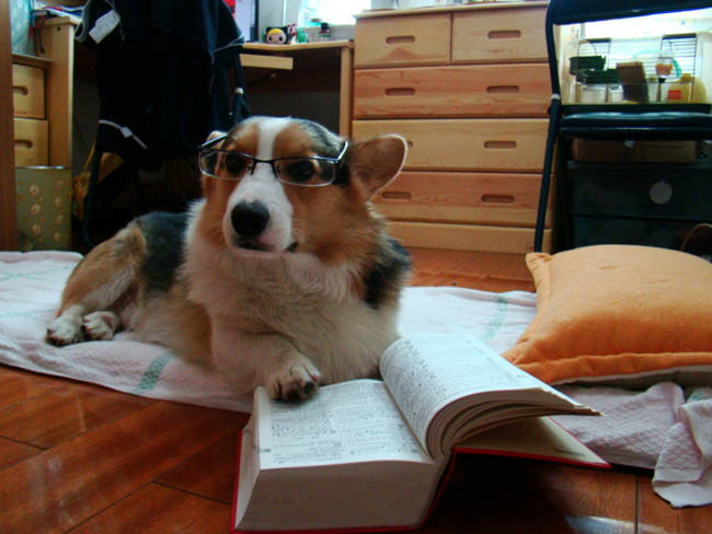 "Yeah, it says right here. You need to buy me more treats."