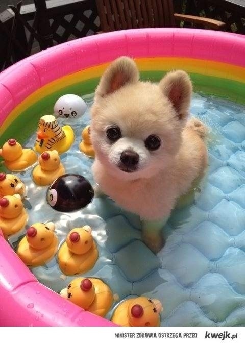 7. Fill an inflatable pool with cold water and ice on a hot day for a happy pup.