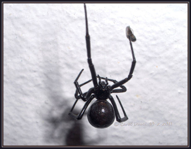 Some black widow spiders spin webs just below the toilet seat, biting those who disrupt their nest. I wouldn't want to be that person.