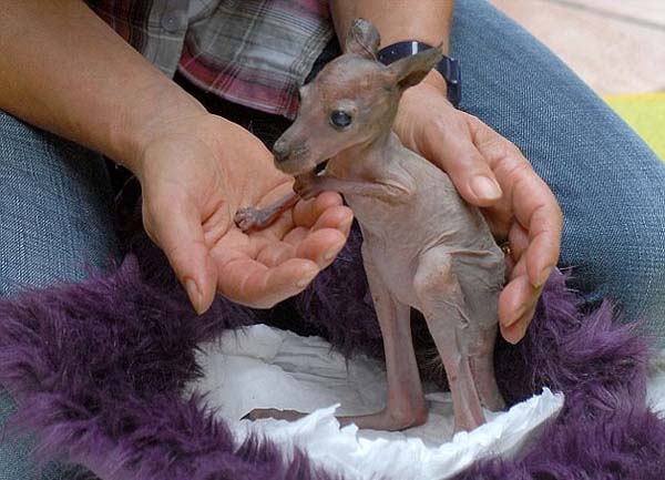 14.) Kangaroos: Sabrina the baby kangaroo was abandoned by her mother. In the wild, kangaroos stay in their mother's pouch until they are old enough (and furry enough) to come out.