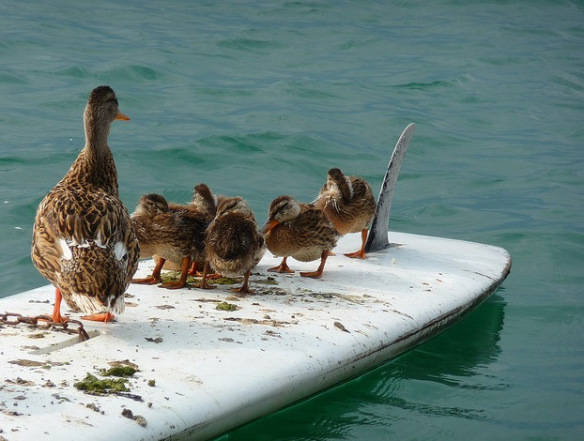 A Bunch of baby ducks, put them on a surfboard.