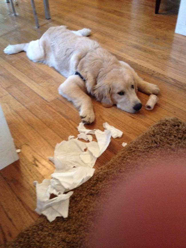 "No, I've just been chewing on my bone. See? Bone. Whole time."