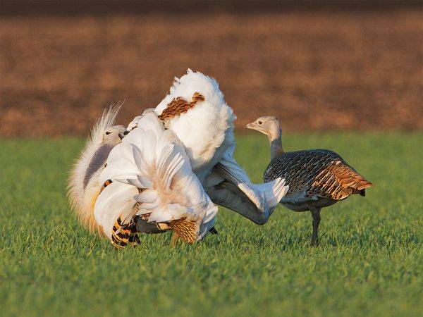 Self-Poisoning Birds