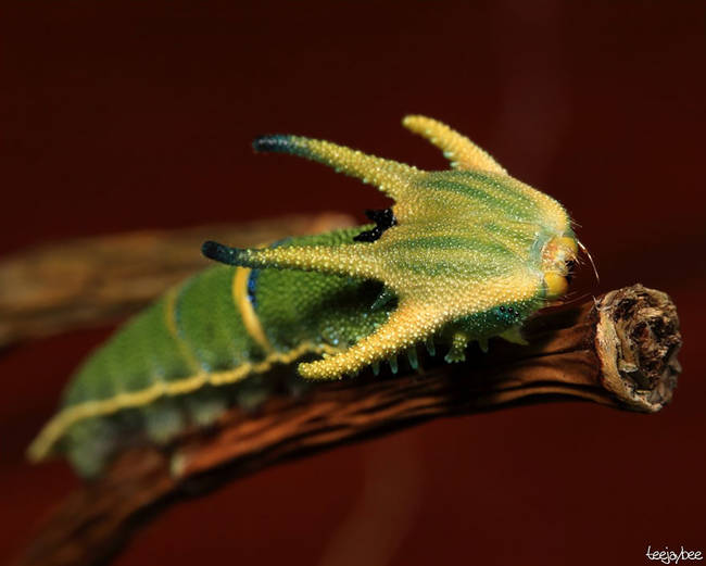 9.) Polyura Sempronius