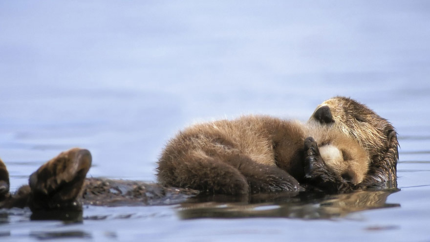 13.) Such a peaceful place for a nap.