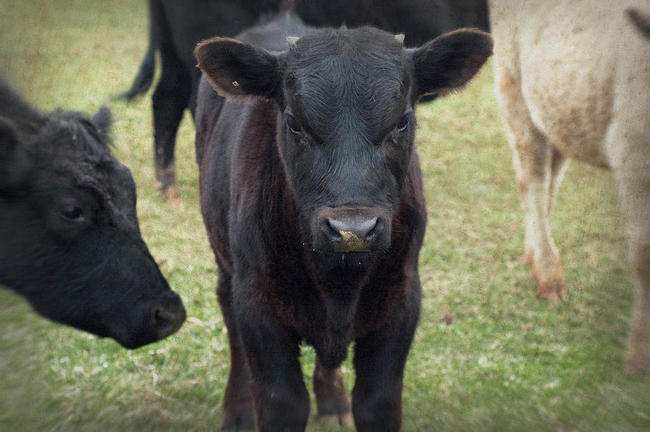 12.) "You mess with the bull...one day you'll get the horns."