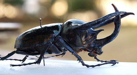 The atlas beetle is not exactly something you'd want to share a bed with. However, those horns are actually used to battle other atlas beetles and not to attack humans.