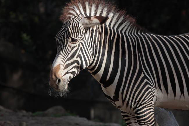 "Zebras love Christmas, too, you know!"