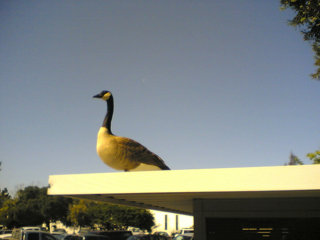 3.) In China, geese are starting to replace dogs as partners in security and police because of their exceptional eyesight and aggressive nature.