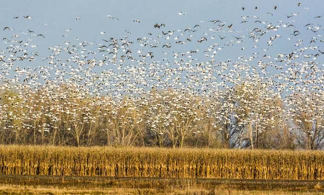 1.) Snow Geese.