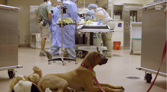 Raina waits anxiously as her friend, Ruuxa the cheetah, undergoes surgery on his legs.