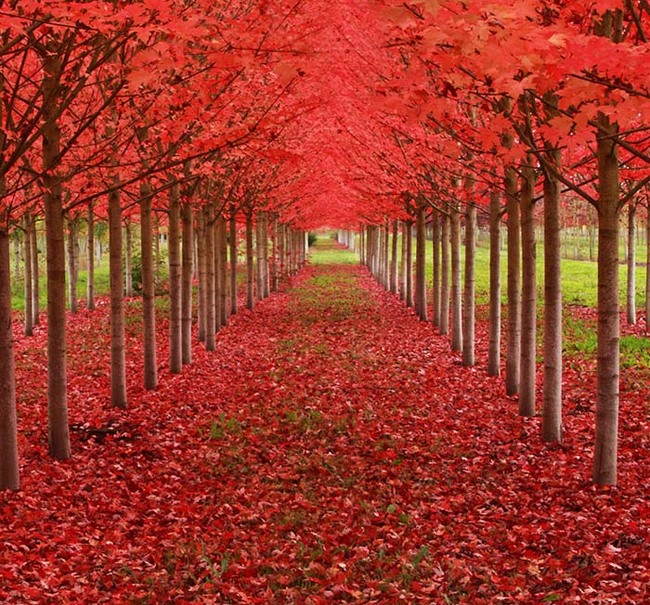 Relax and gaze into this maple tree tunnel, found in Oregon.