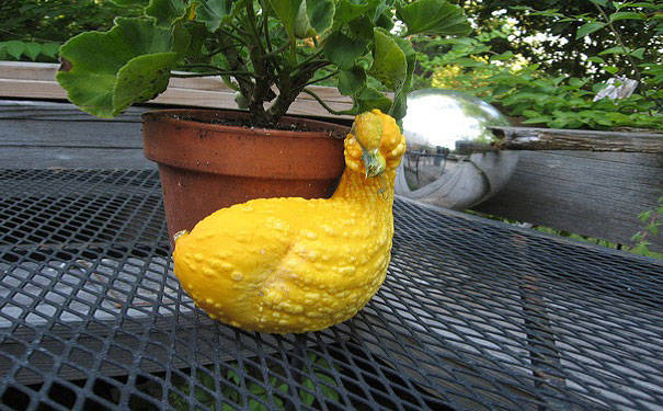 Bird Gourd.