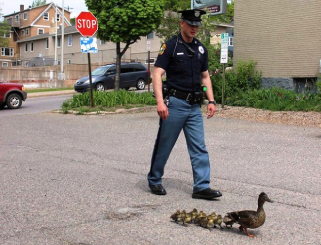 16.) An officer makes sure this mother duck and her ducklings make it safely across the road.