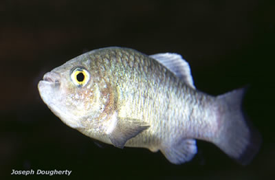 Pupfish