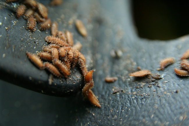 11.) Even before anesthetic, maggots have been used to treat wounds by letting them eat the rotten flesh.