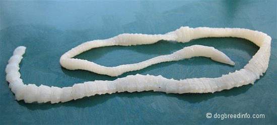 Tapeworm - This vile scum lives in your digestive tract and there are no signs or symptoms.  The only way to know for sure if you have a Tapeworm is to inspect your stool and look for parts of the parasite.