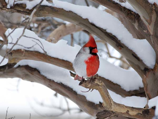 5.) Mr. Cardinal, why the deception?