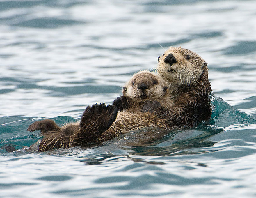 12.) Otter-ly adorable.