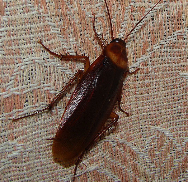 Roaches - You may want to sleep with earplugs if you have an roach infestation because they are the most common bug to go wandering into your ear.