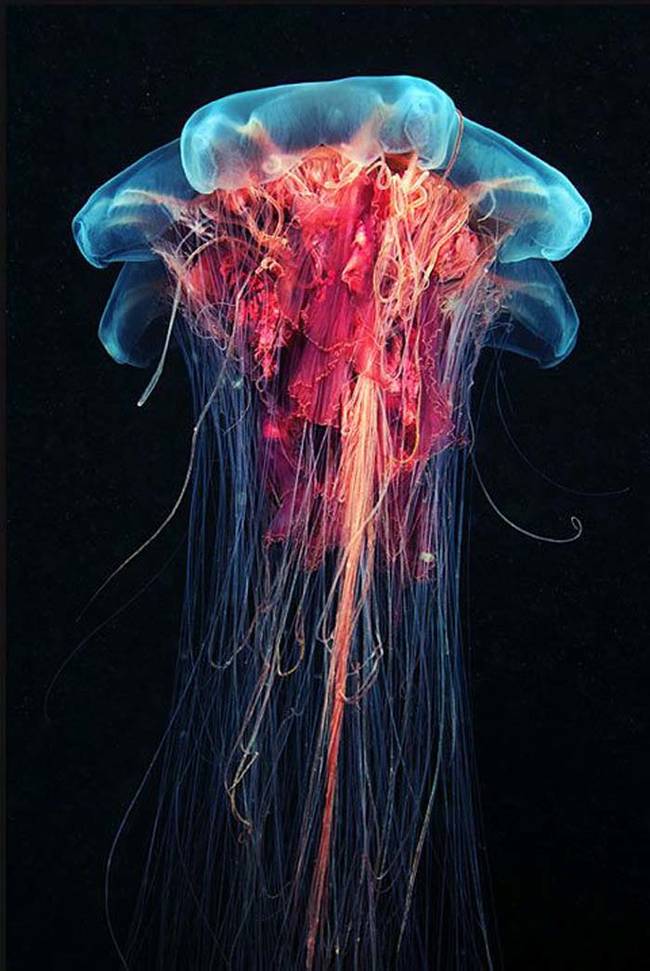 11.) Jellyfish.