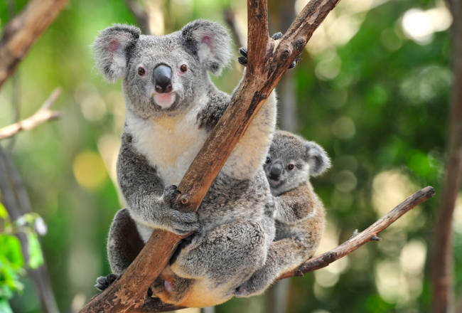 Most koalas have <a href="https://www.bbc.com/news/magazine-22207442" target="_blank">chlamydia</a>.