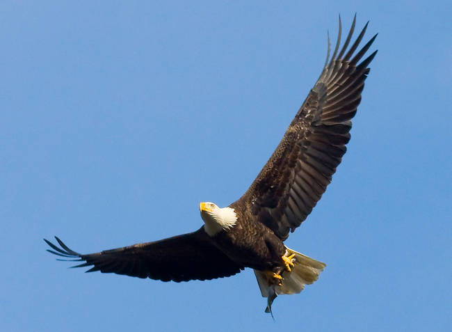 3.) Eagles mate while in the air.