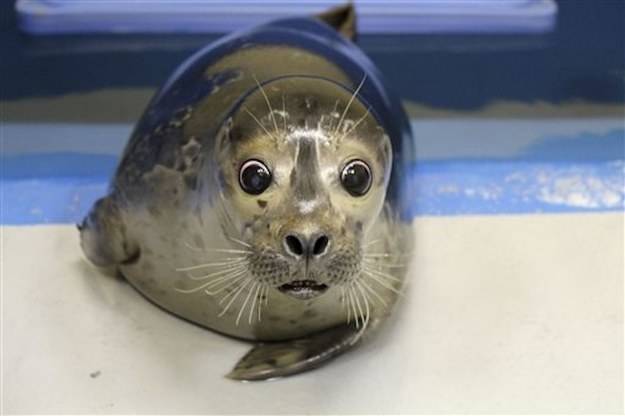 Over time, they've noticed that Bryce has become quite the outgoing and curious character, unlike most harbor seals, who are typically skittish and shy.