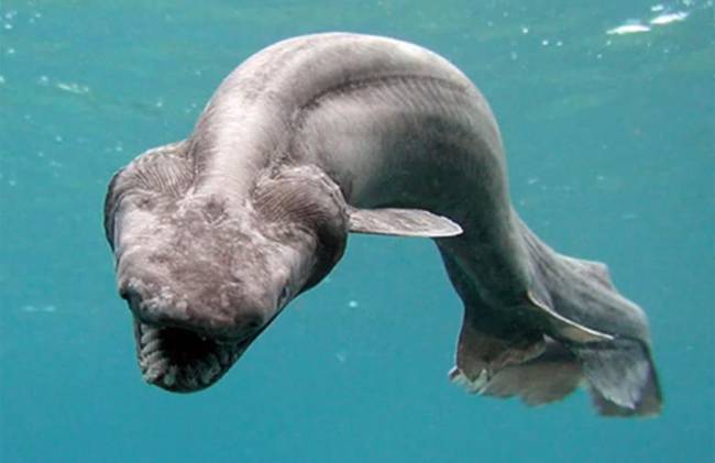 Frilled Shark