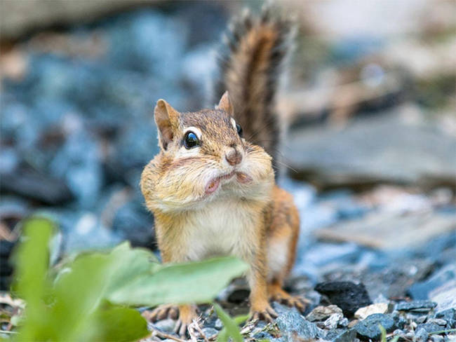 This chipmunk did not appreciate your lewd joke, especially with his mouth full of tree nuts.