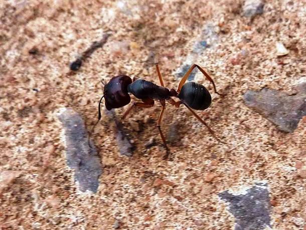 10.) Some ant species use the Earth's magnetic field to orient themselves.