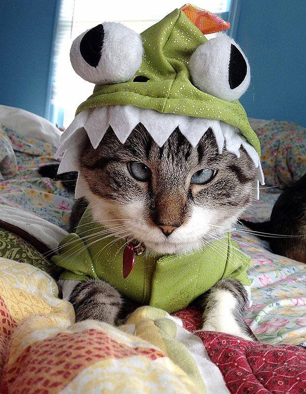 11.) This cat has decided not to attend your party until you remove him from this creatures felt jaws.