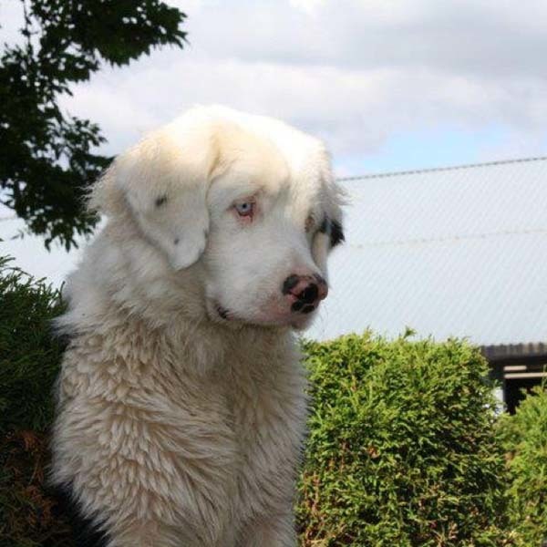 This rare, all-white Bernese Mountain dog wants to know why you're not hugging him.