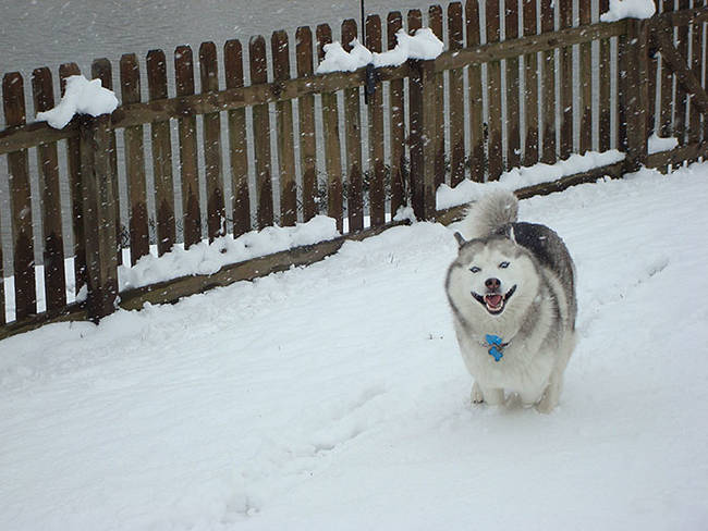 He may be 8 years old, but he plays like a pup.