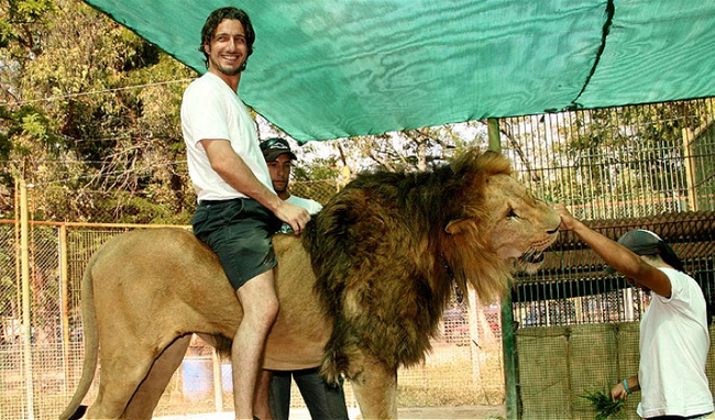 5.) Lion - Argentina