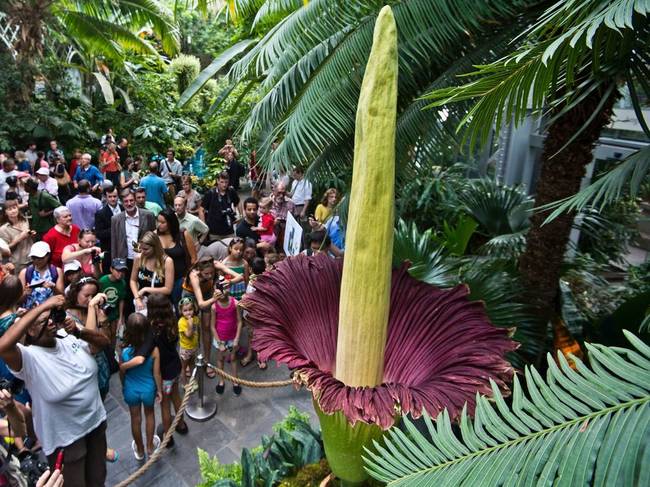 Titan Arum (Amorphophallus titanum)