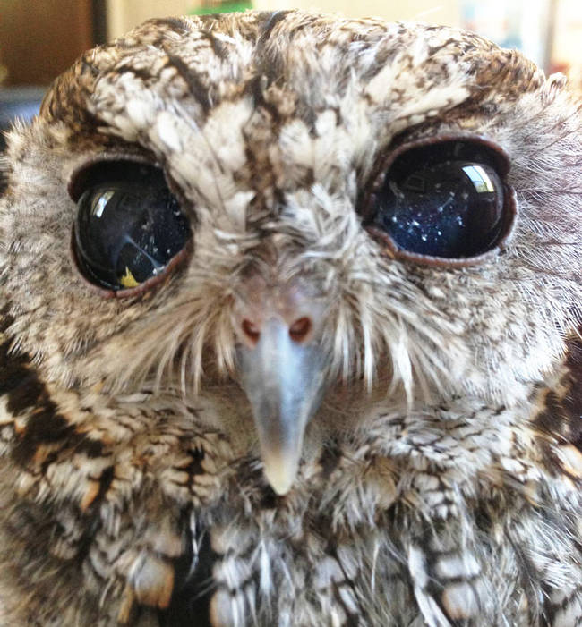 He feels right at home in at the Sylmar, California wildlife center.