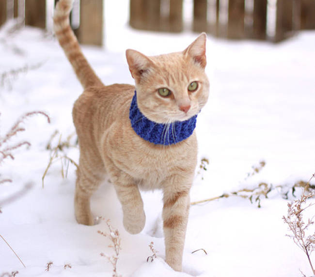 Also available for any <a href="https://www.etsy.com/listing/172179623/blue-kitty-cowl-cat-scarf-pet-scarf" target="_blank">adventurous outdoor cats</a>.