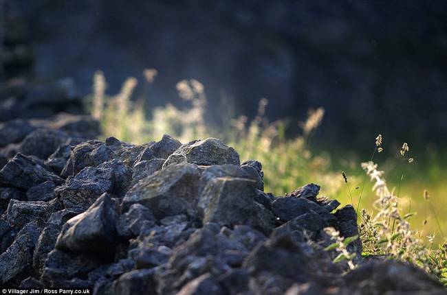 Okay, these are definitely just rocks.