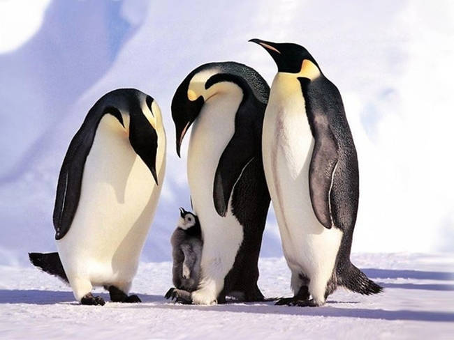 These precious penguins.